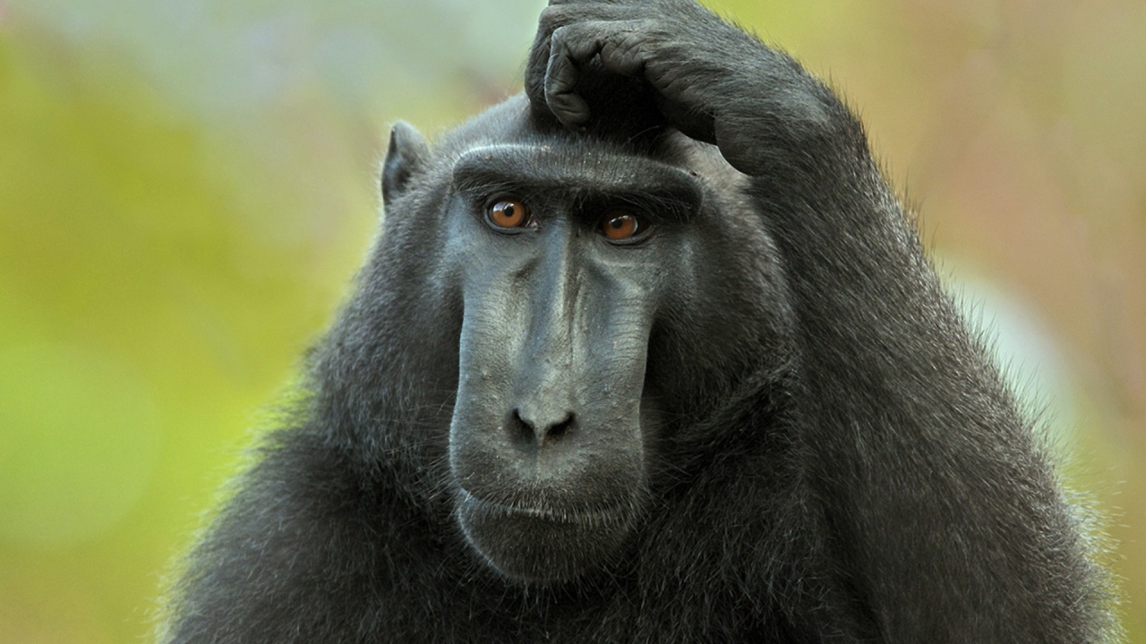 Обезьяна думает и чешет голову