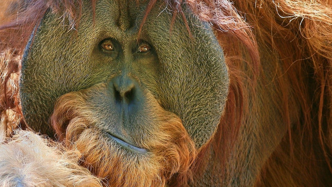 Взгляд обезьяны