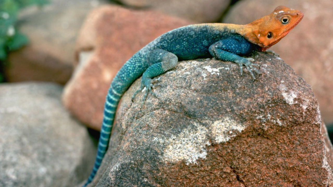 Ящерица сидит на камне