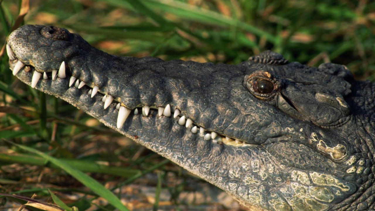 Белые зубы крокодила