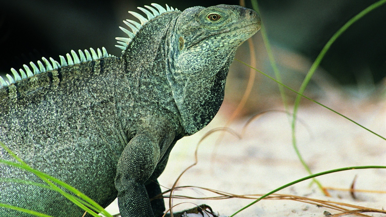 Ящерица Игуана