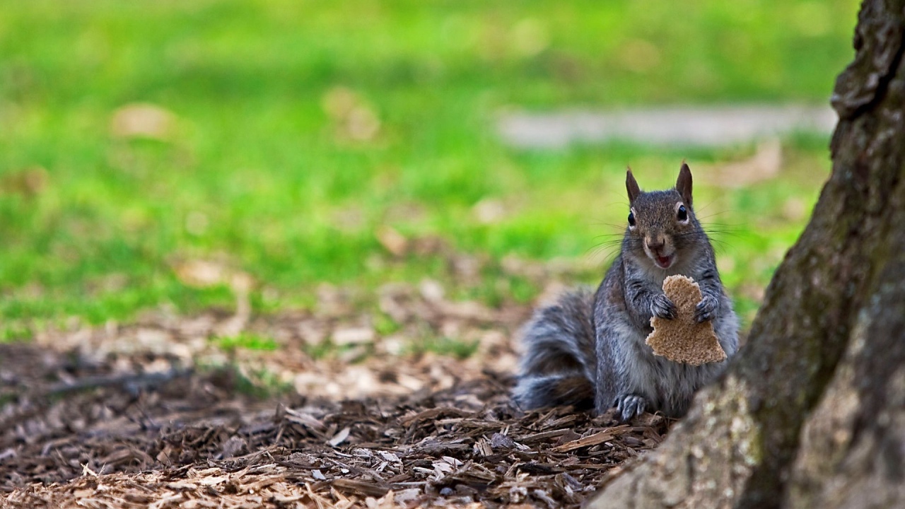 Белка ест хлеб