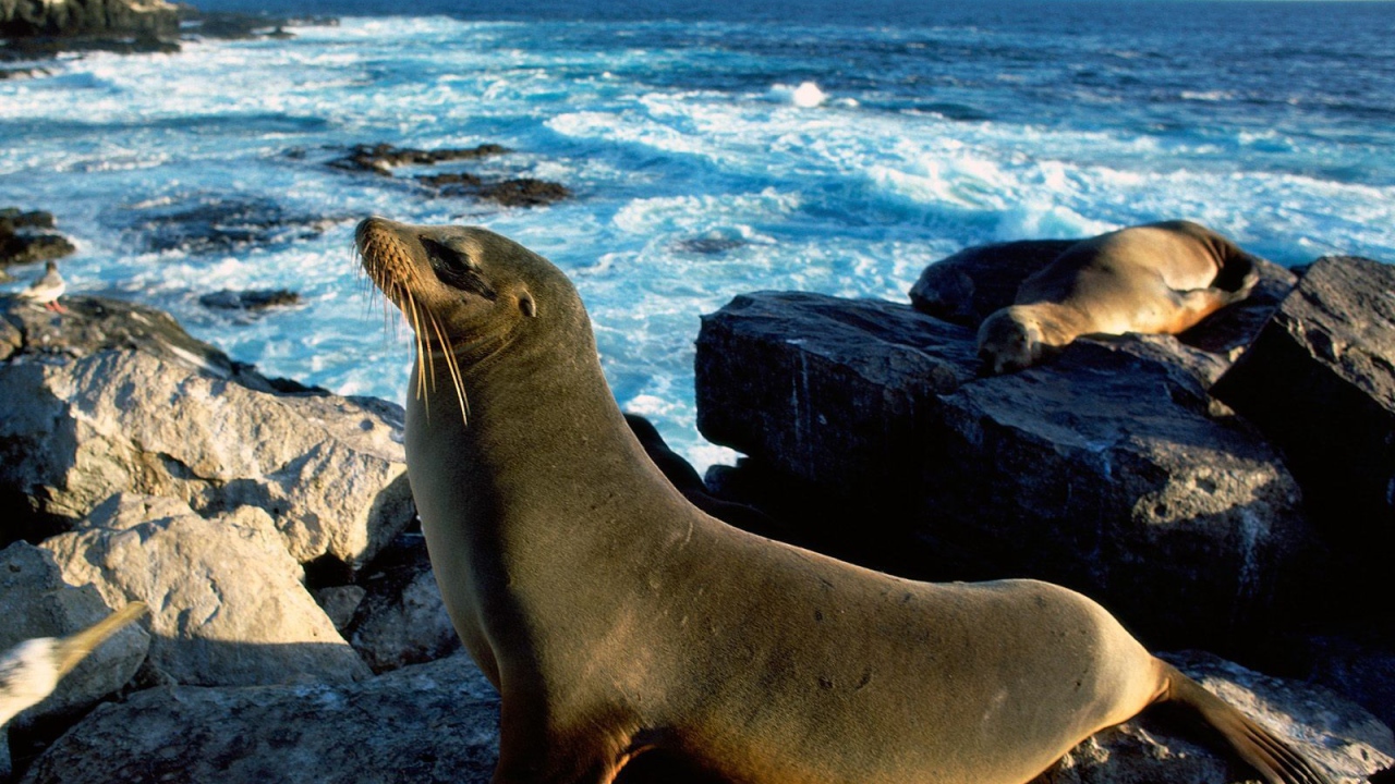 Морские тюлени греются на солнце