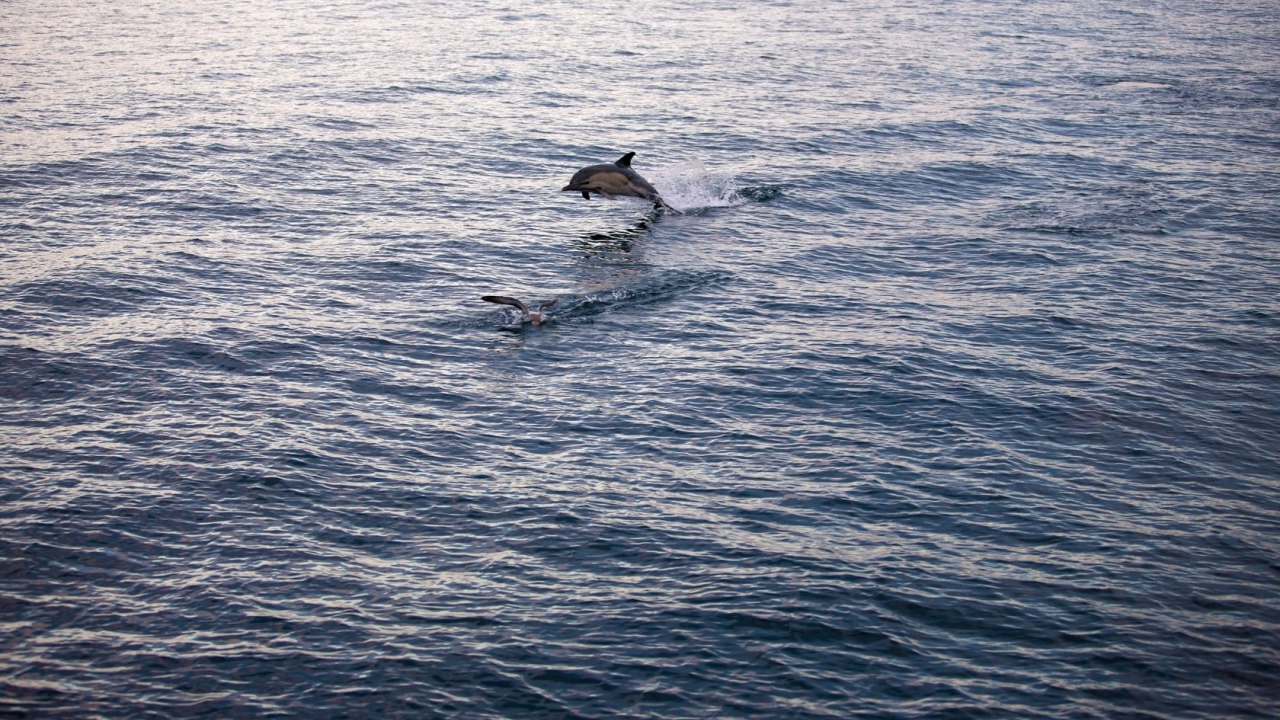 Дельфин выпрыгнул из воды