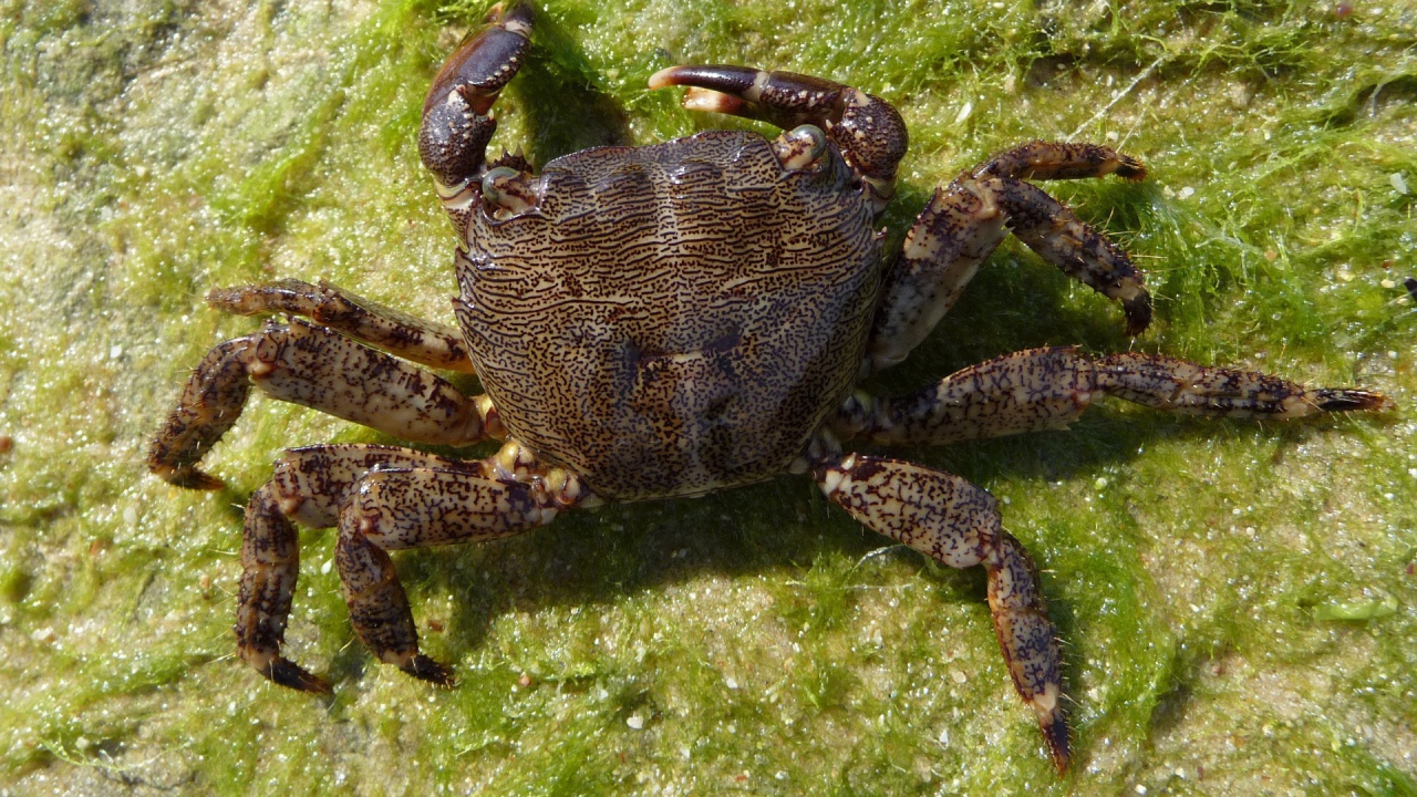 Морской краб