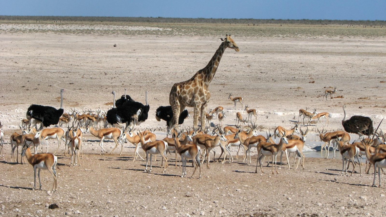 Животные Африки