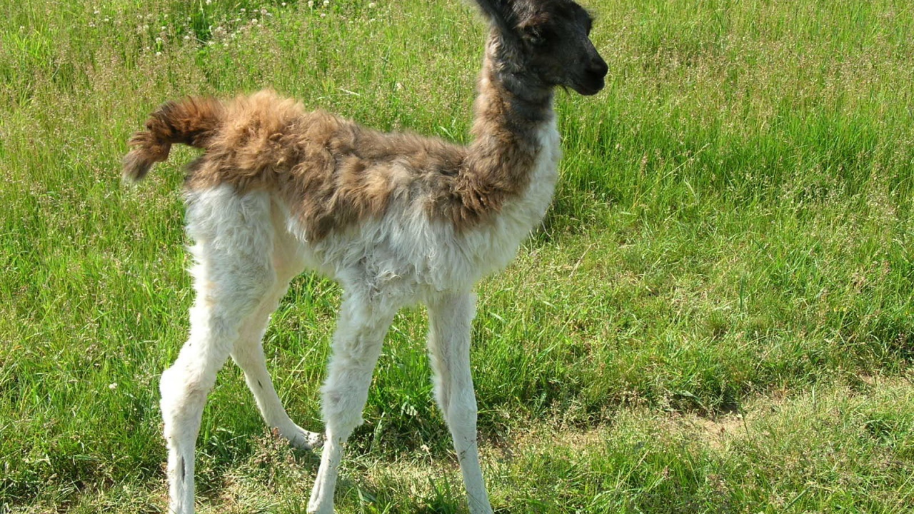 Детеныш ламы