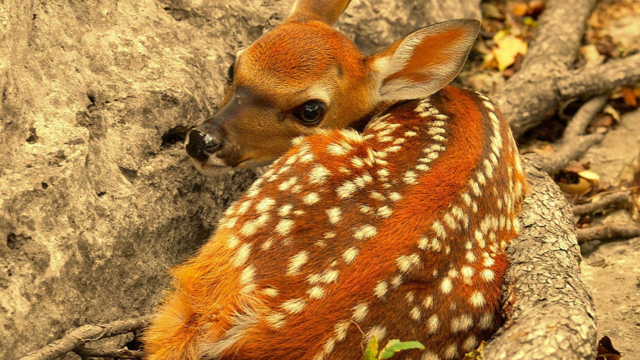 Олененок лежит у скалы