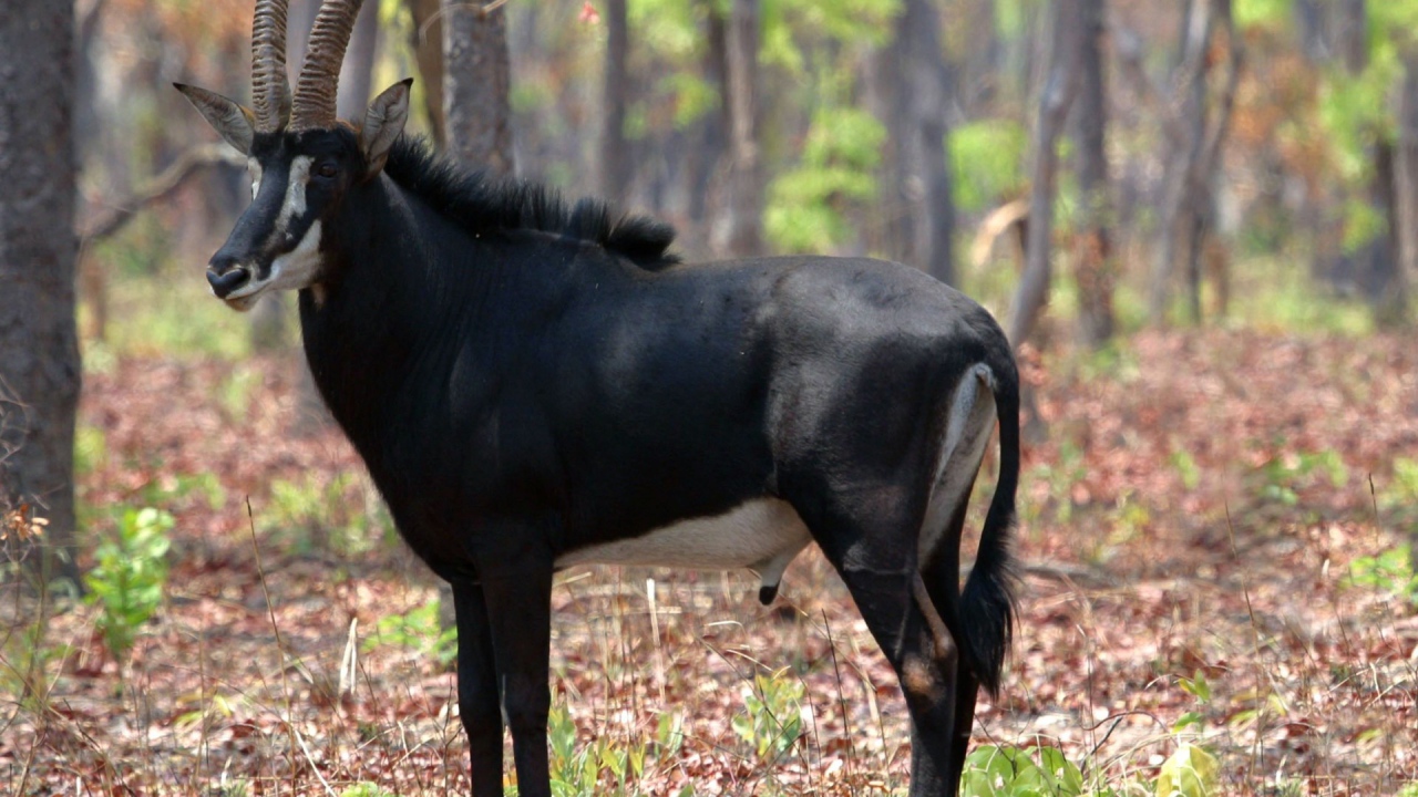 Саблерогая антилопа
