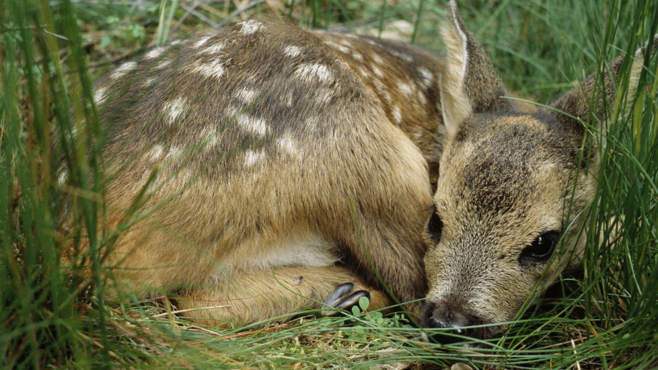 Олененок лежит в траве