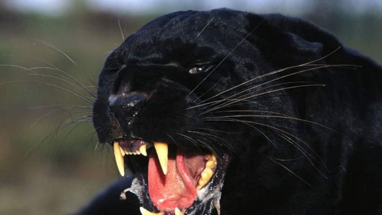 Черная пантера показывает клыки