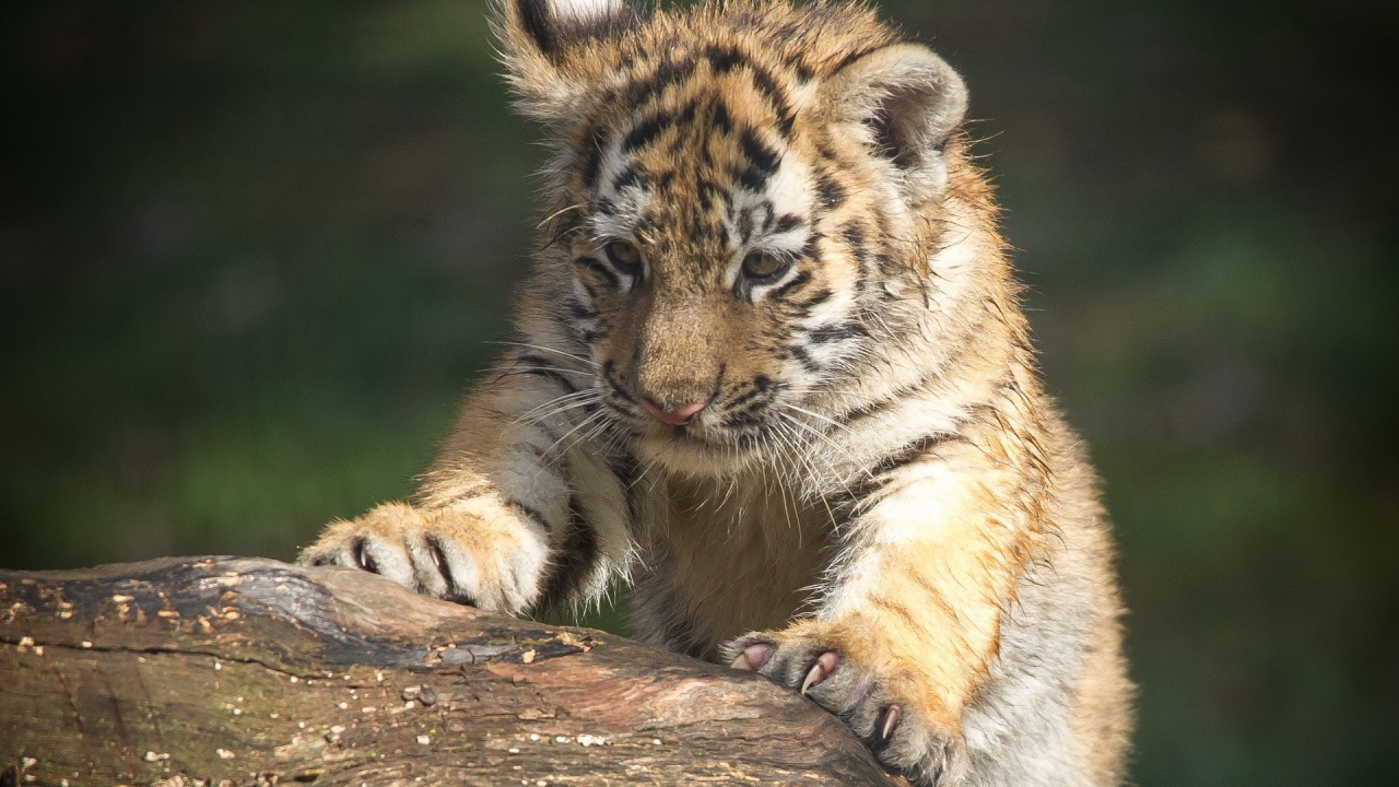 Тигренок царапает дерево