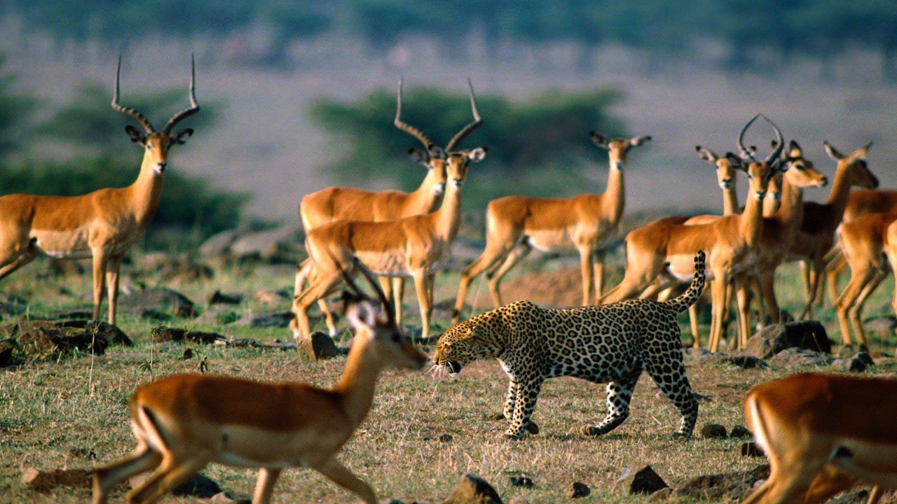 Леопард среди антилоп