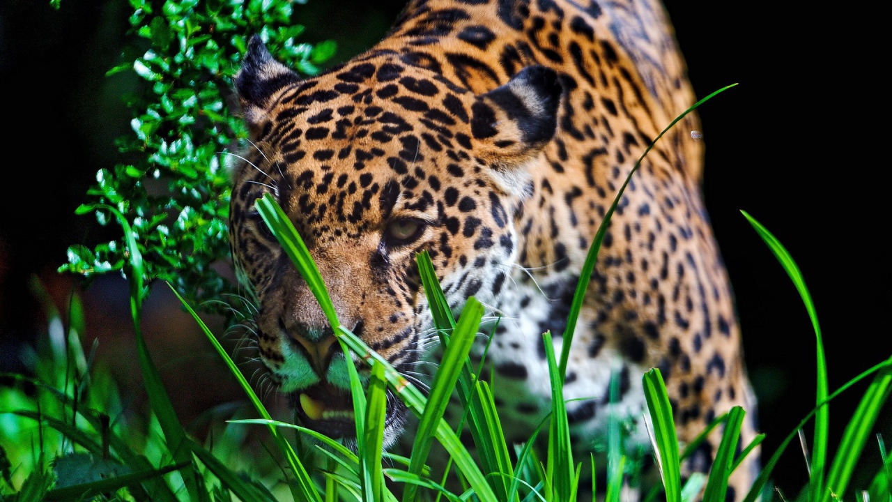 Леопард крадется к добыче