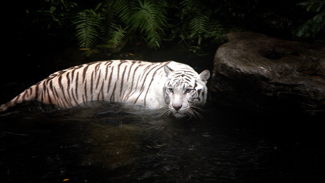 Тигр в реке