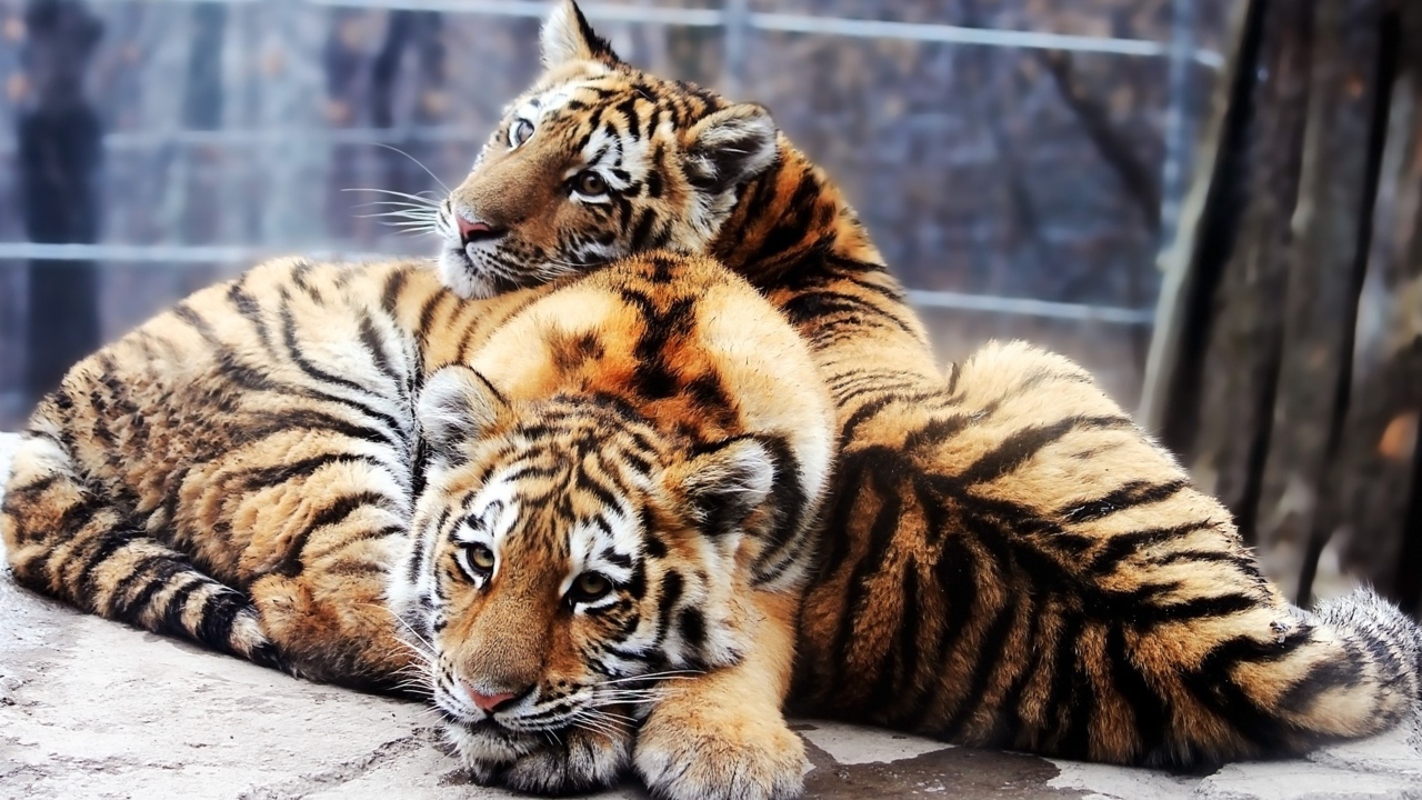 Два молодых тигра