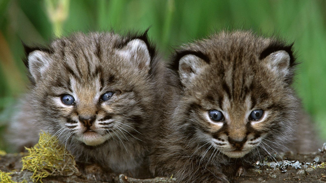 Пара милых котят