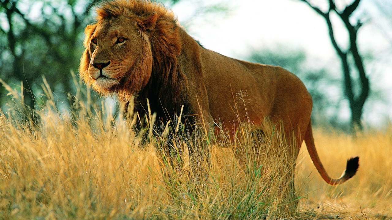 Царь зверей гуляет по саване