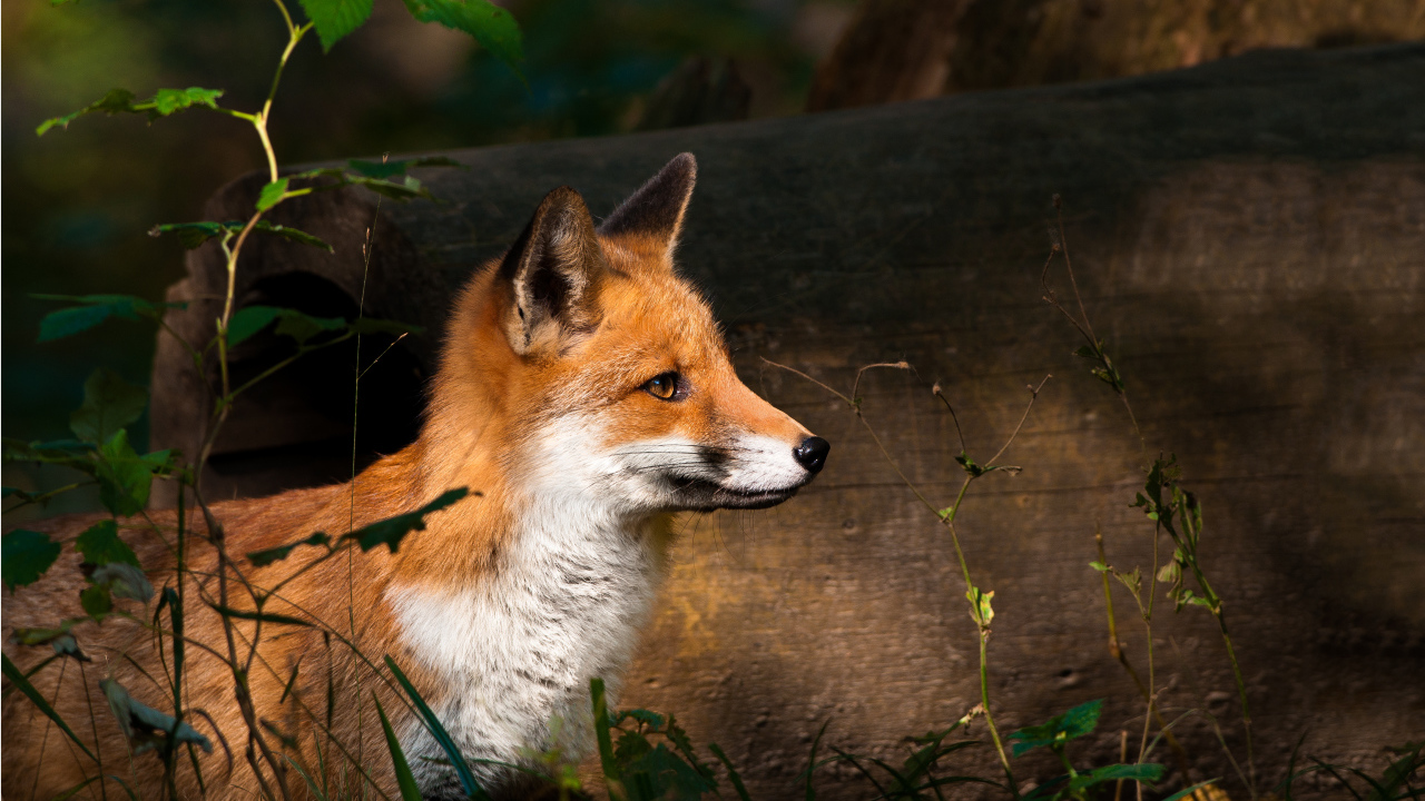 The Fox on a night hunt