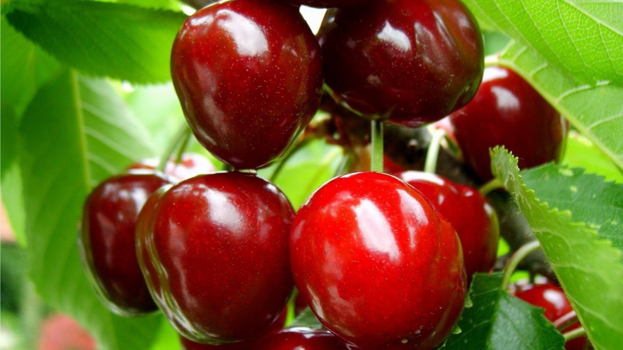Ripe cherry on a branch