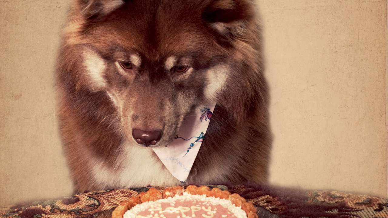Лакомство для собаки на день рождения