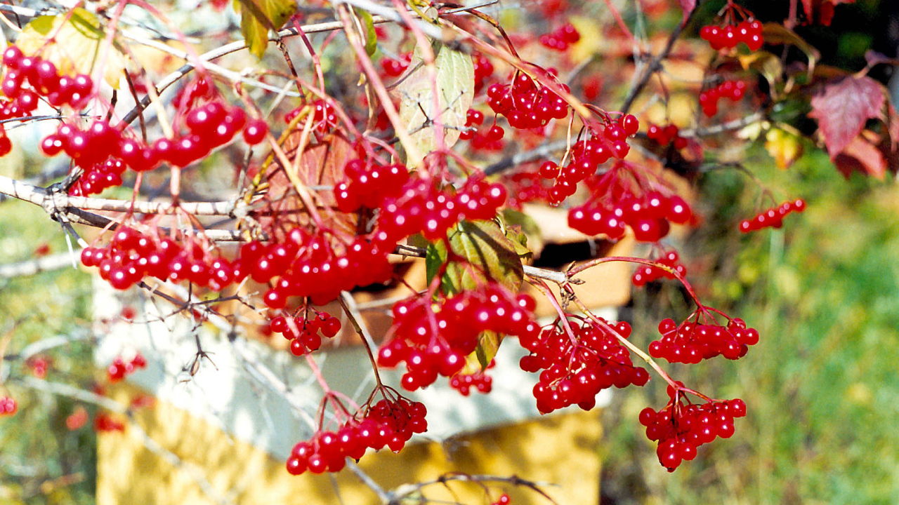  Калина Красная