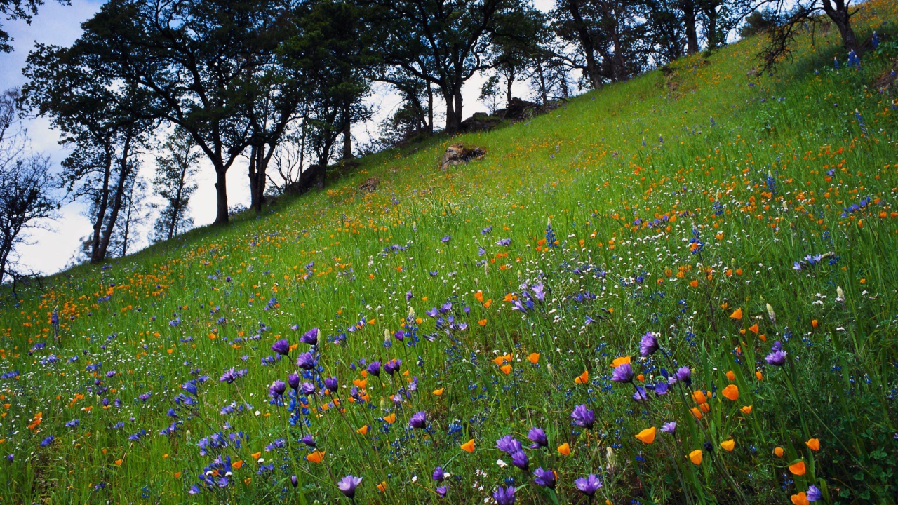 Цветочный склон