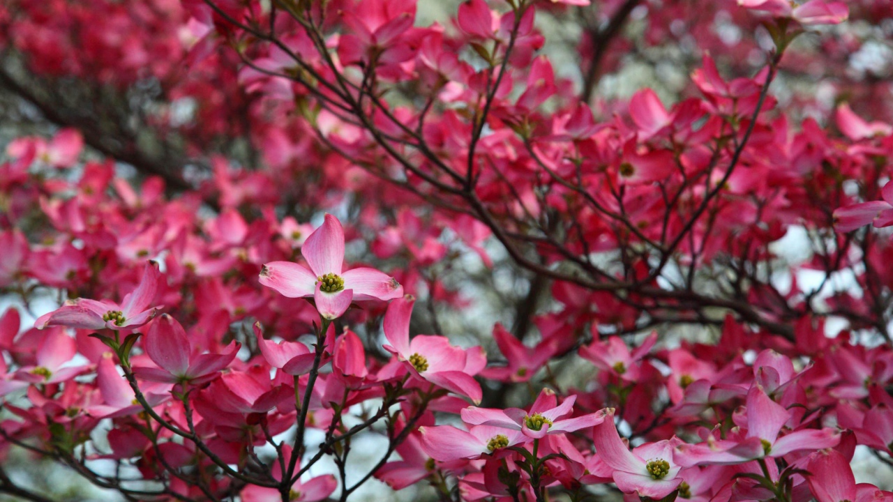 Веточка розовых цветов