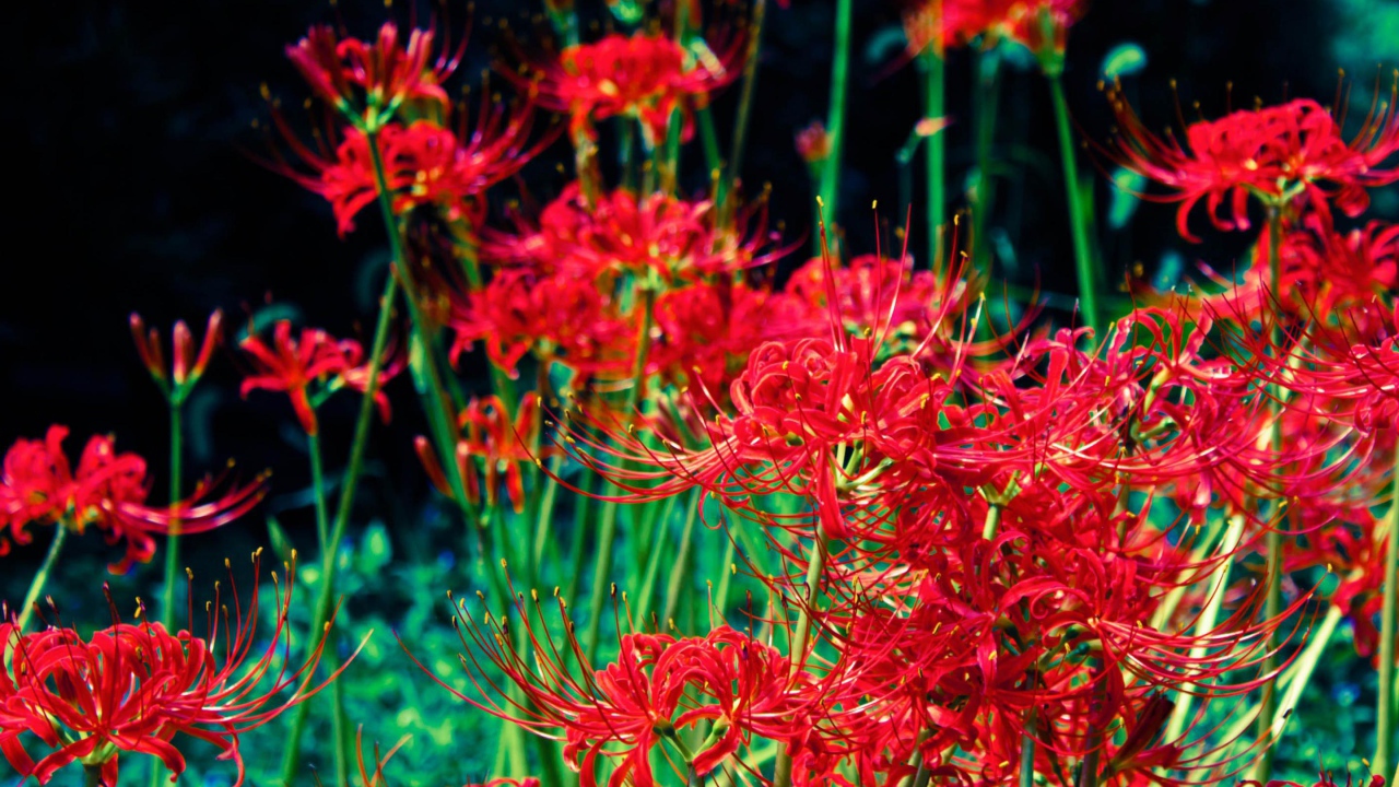 Яркие красные цветы