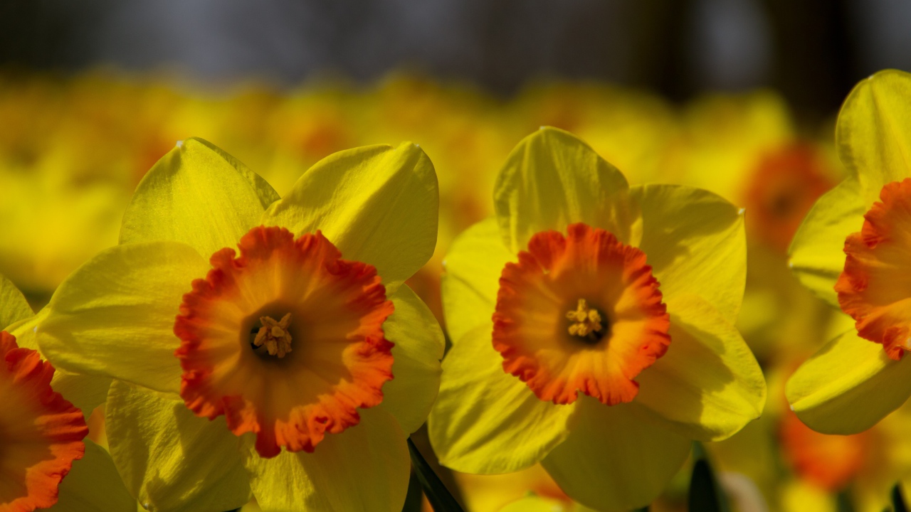 Поле желтых цветов