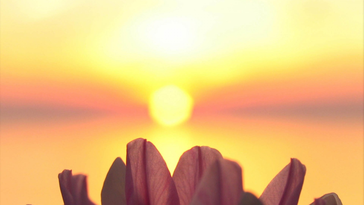 Лепестки на фоне солнца