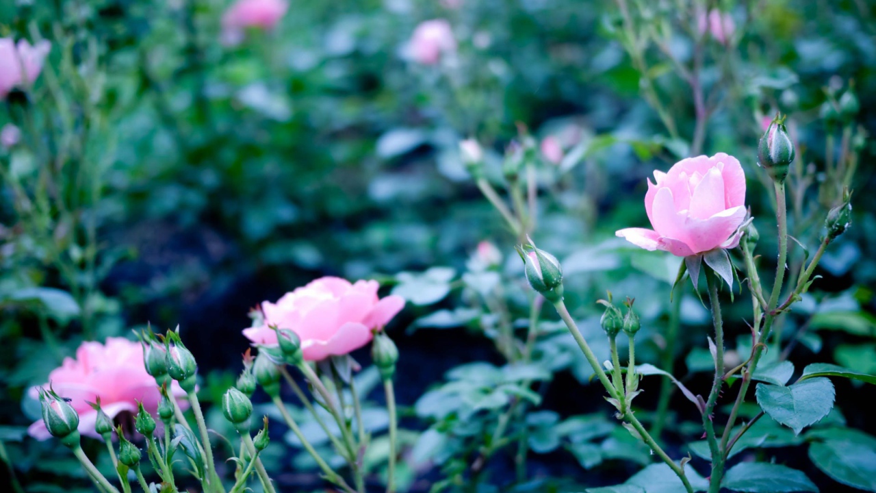 Розовые полевые цветы