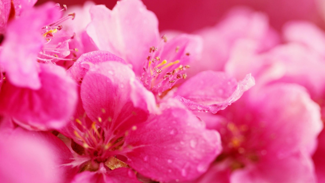 Весенние розовые цветы