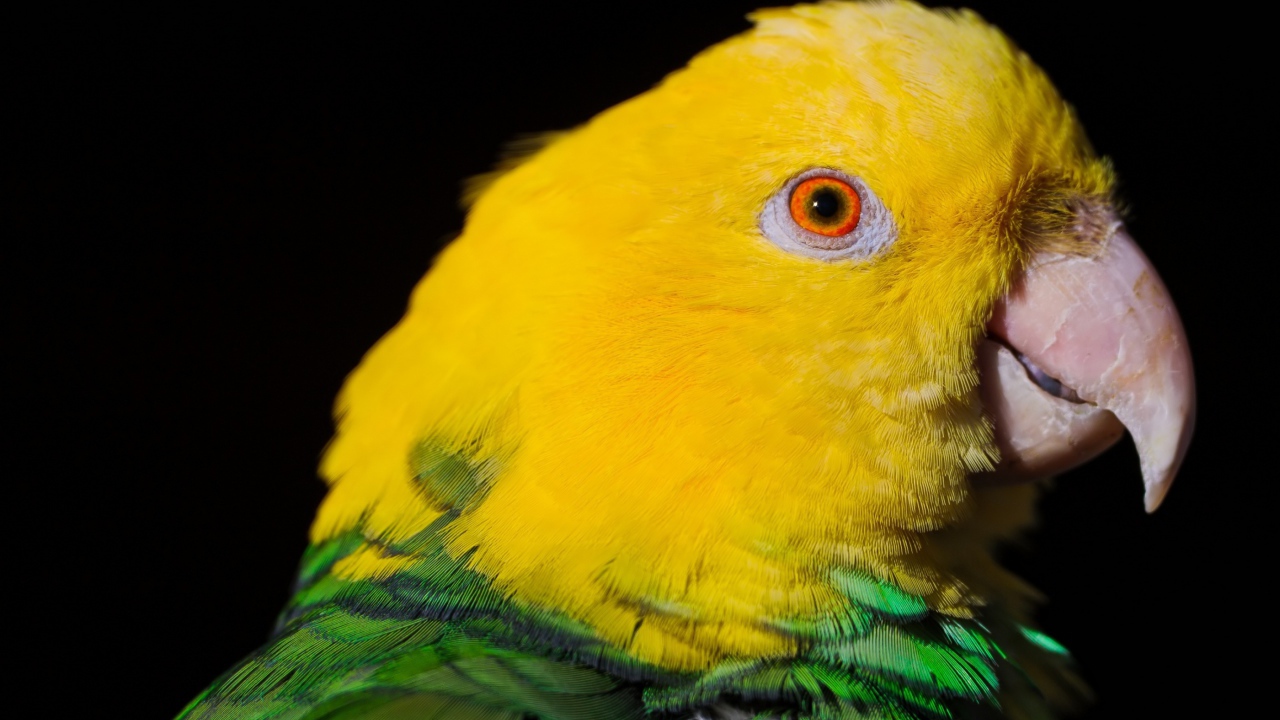 Двухцветный попугай