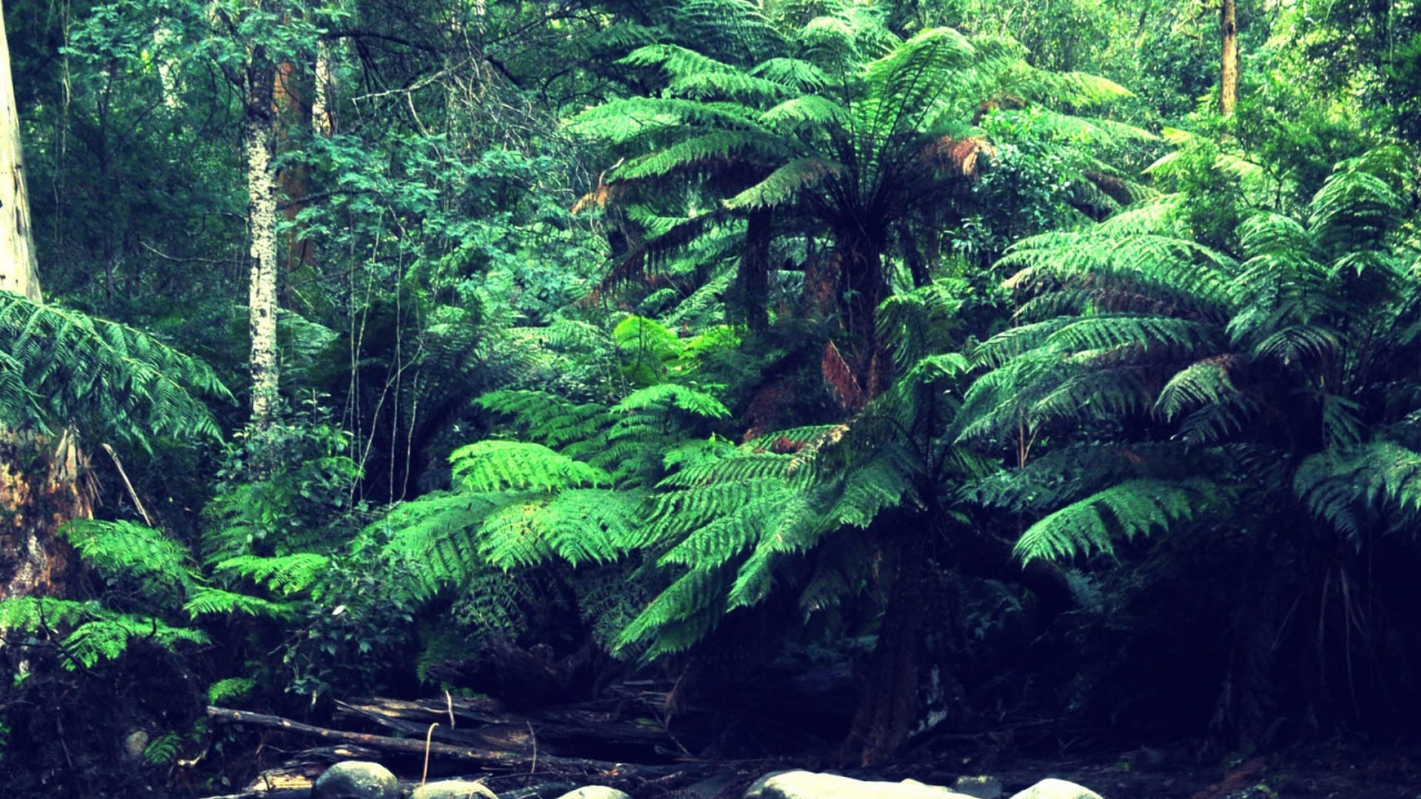 Лес в тропиках