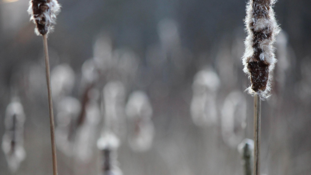 Два колоска