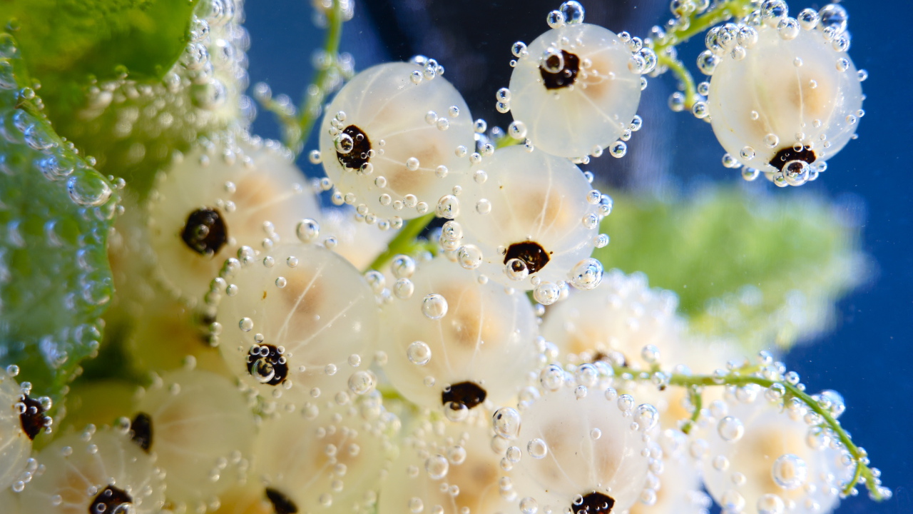 Белая смородина