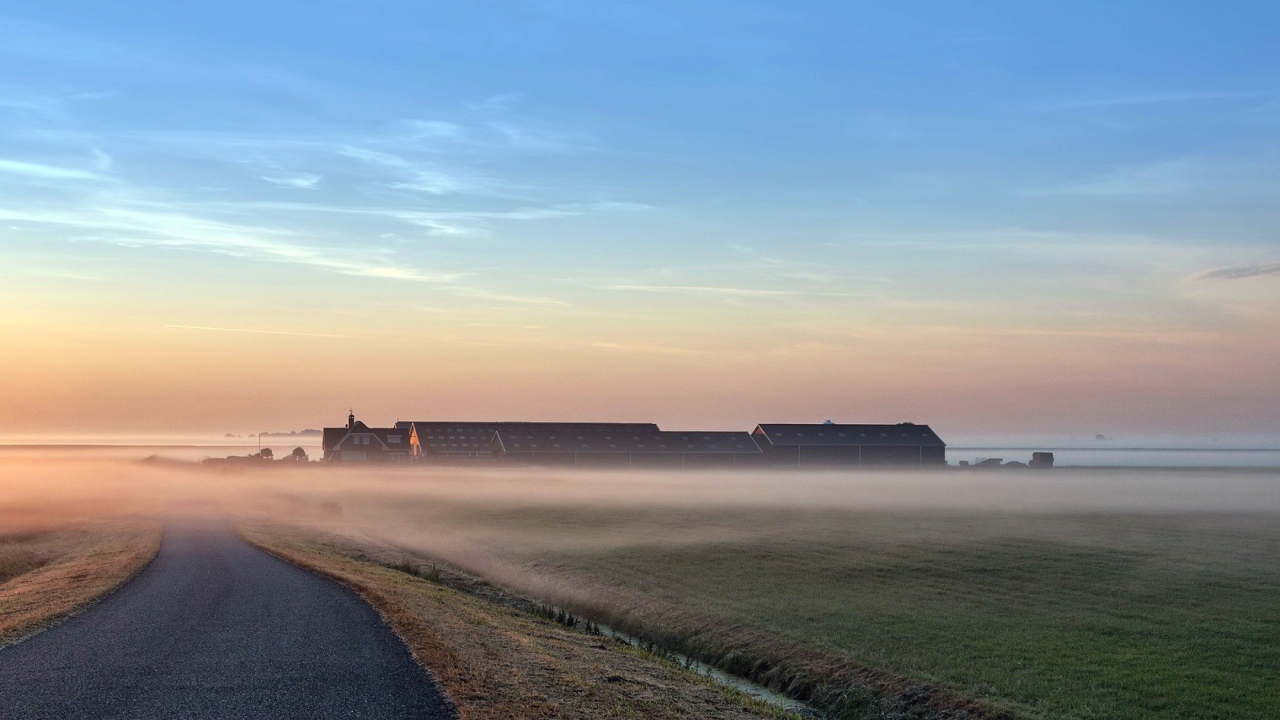Раннее утро на поле