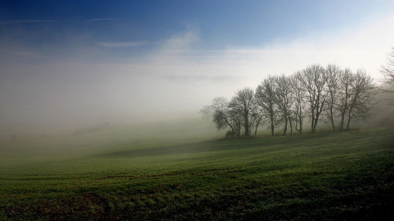 Туманное утро на поле