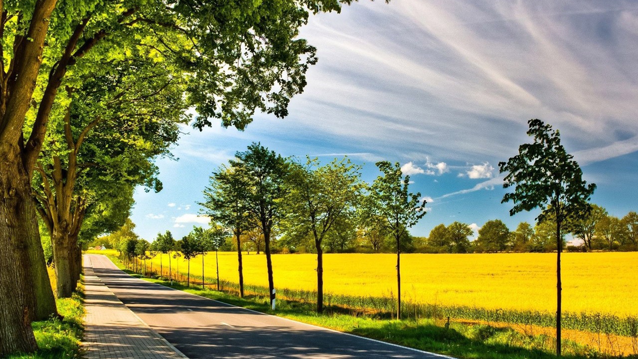 Старые и молодые деревья