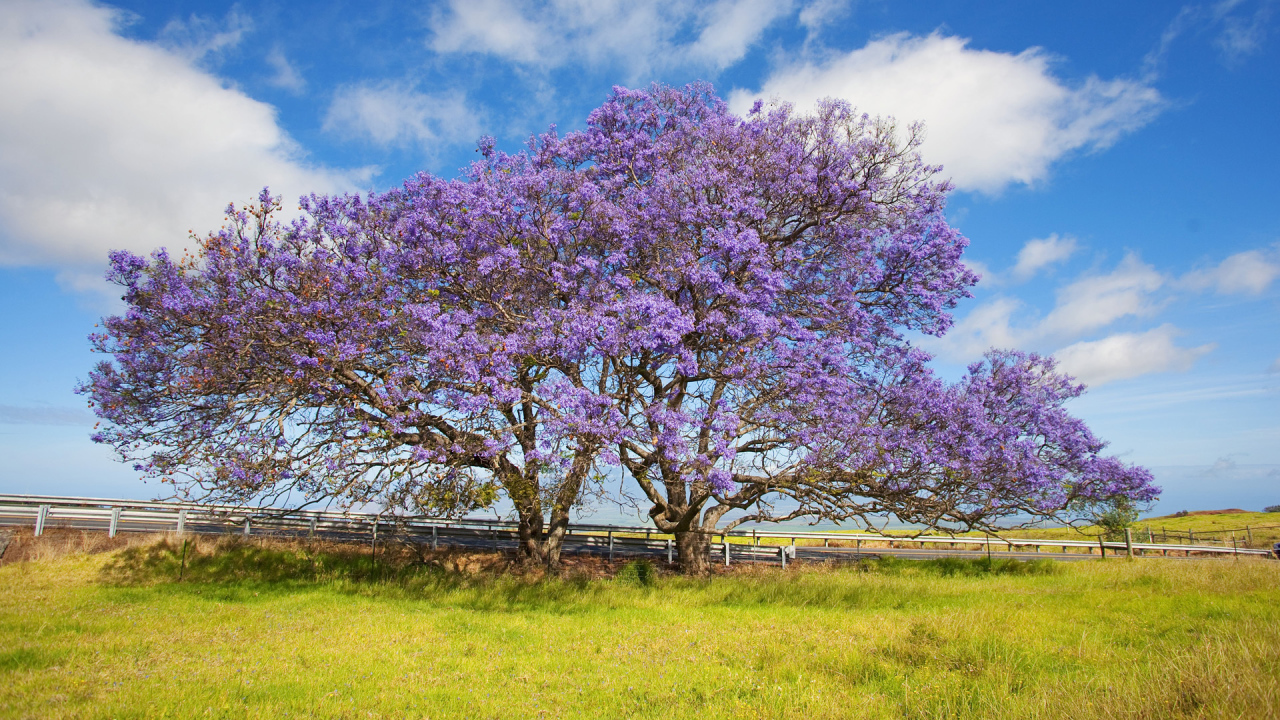 Цветет дерево жакаранда