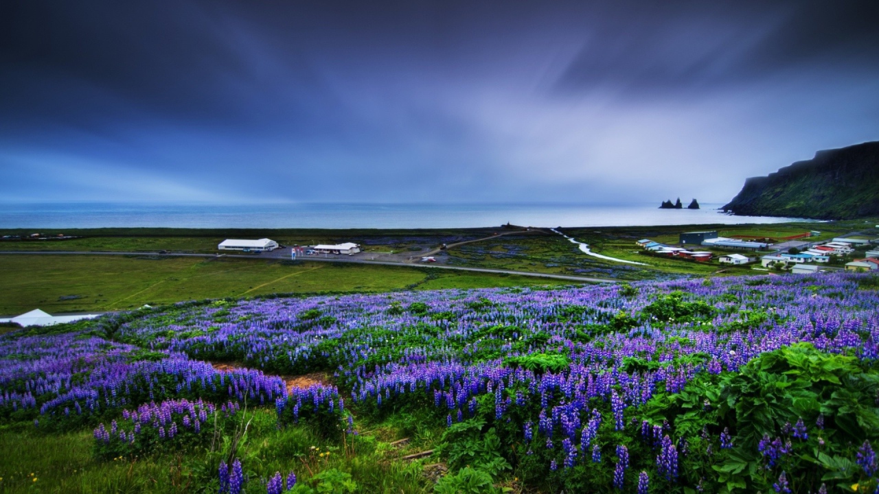 Цветет люпин