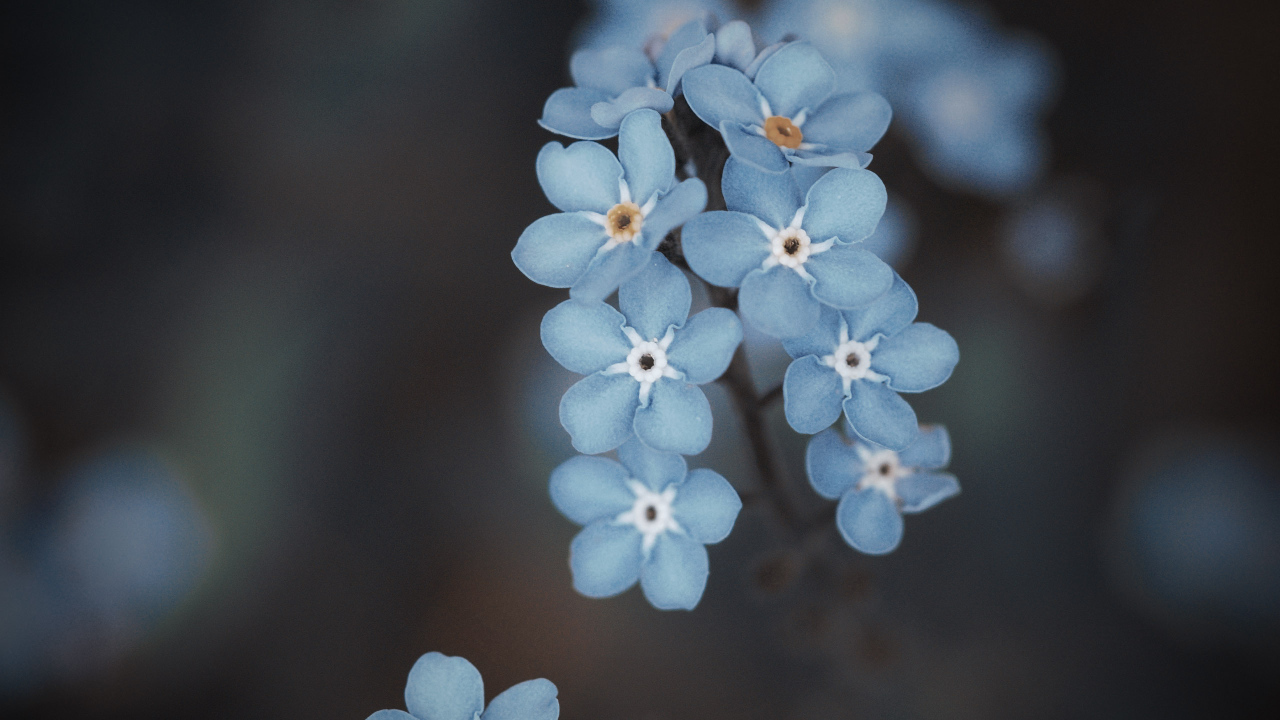 Веточка голубых цветов