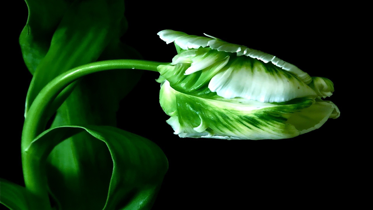 Бутон тюльпана на стебле