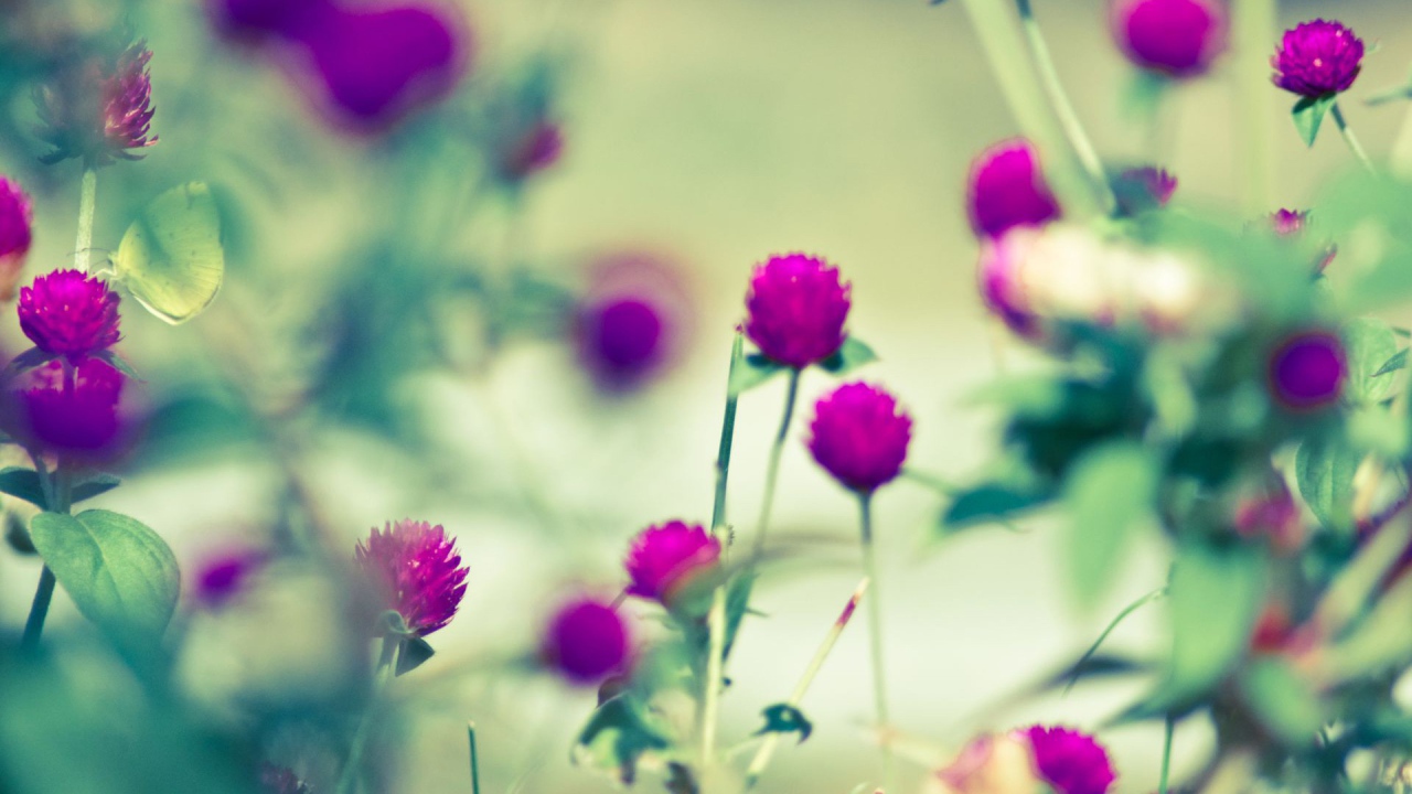 Бабочка на сиреневом цветке