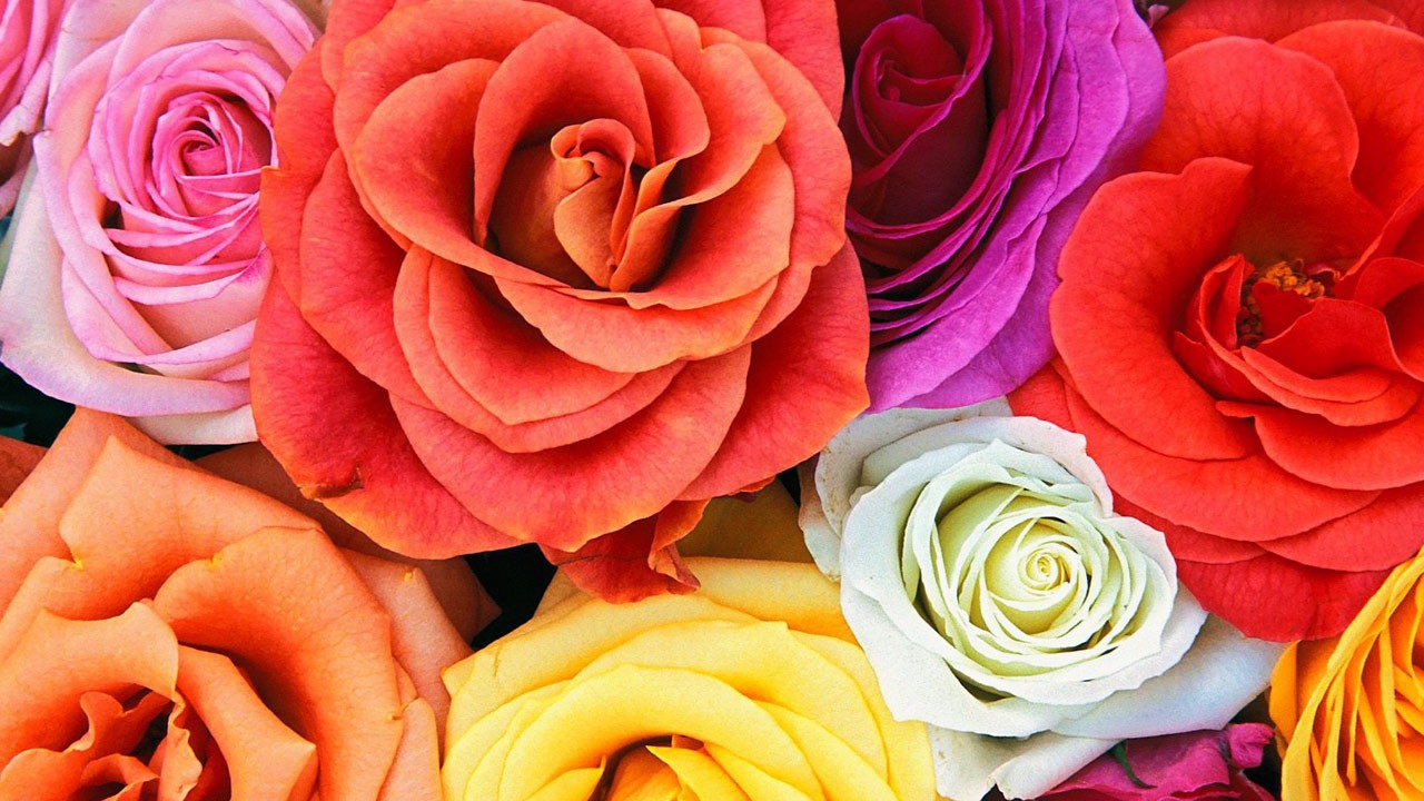 Разноцветные розы
