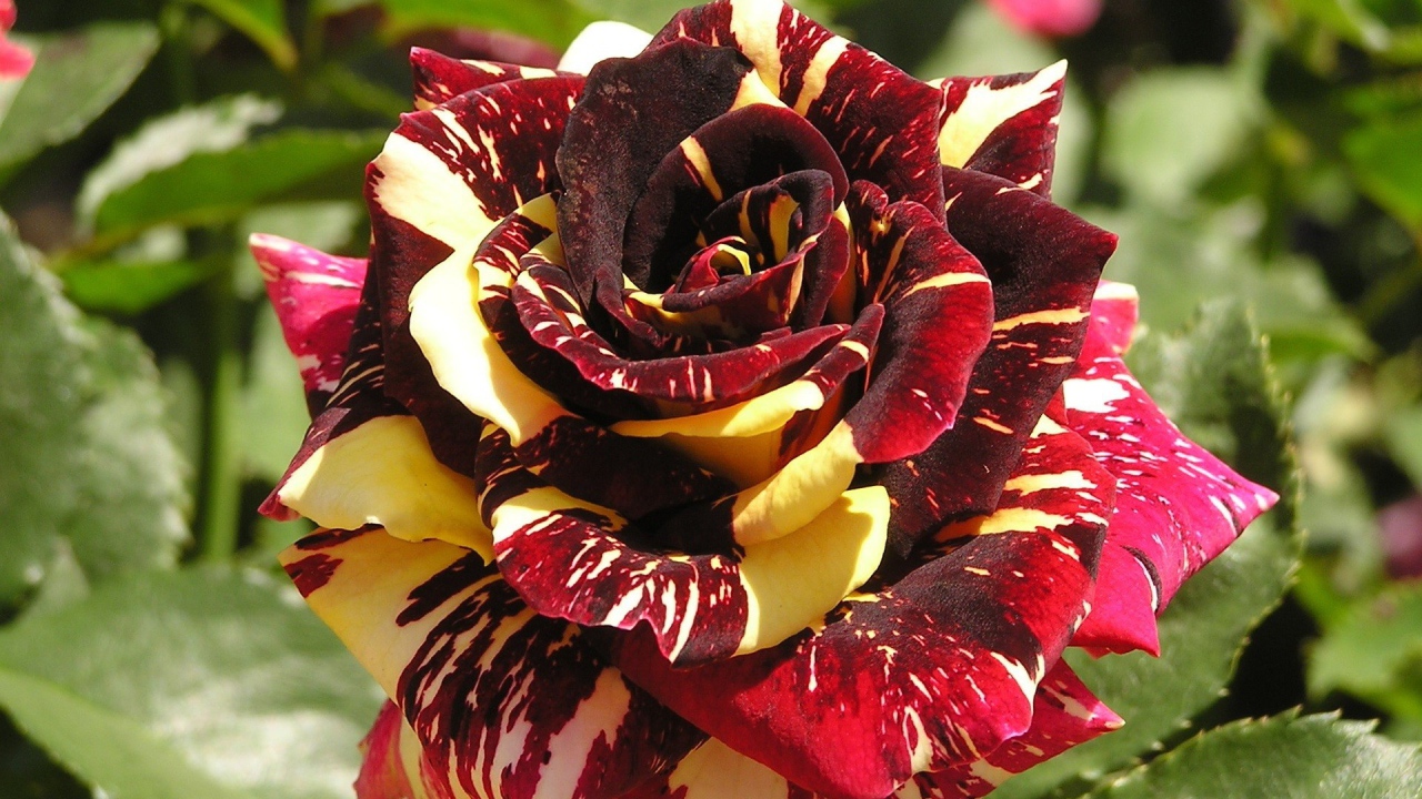 Разноцветная роза