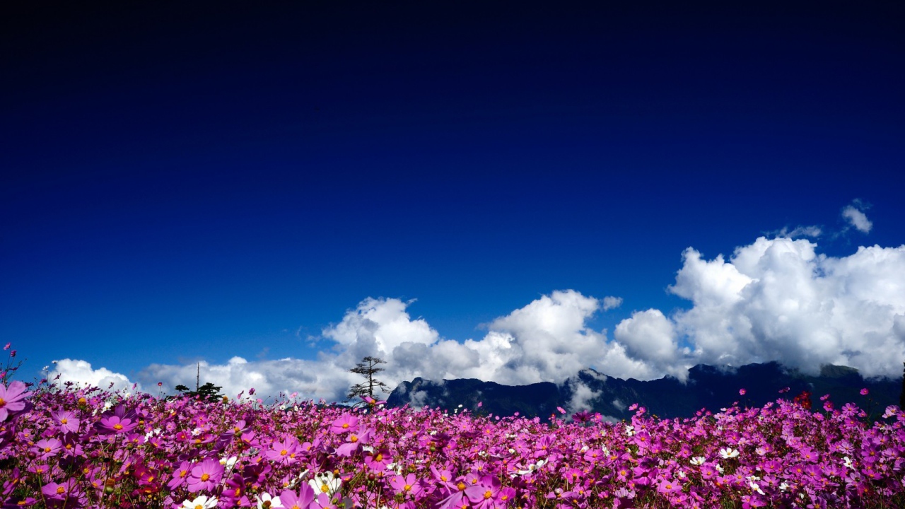 Цветочная поляна