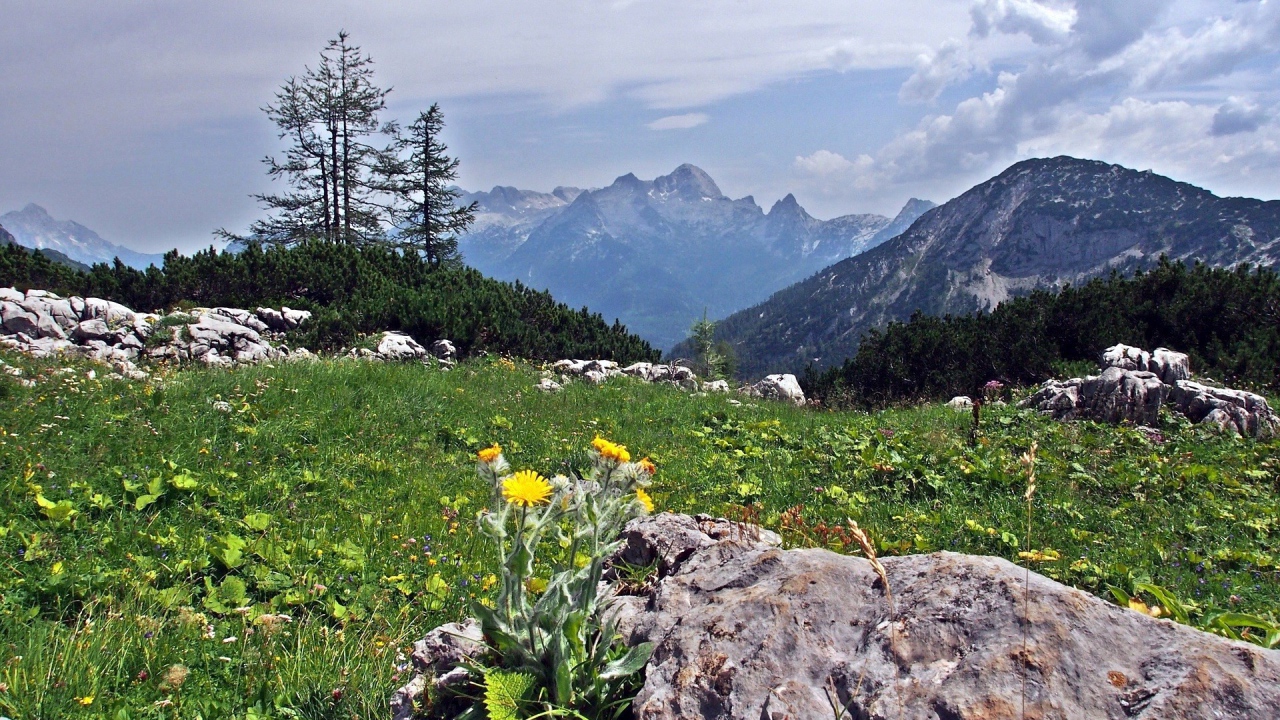 Цветы на камнях