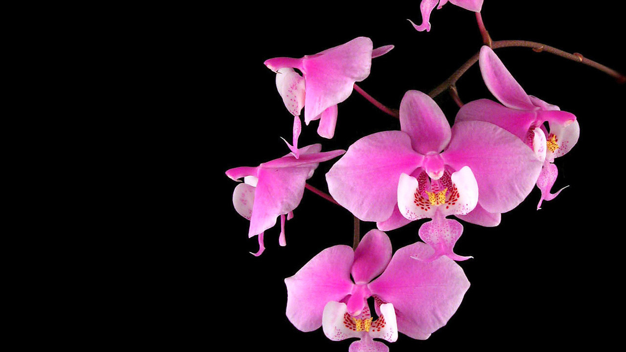 Орхидеи на черном фоне